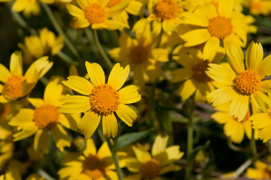 Fern-leaved Beggarticks (Bidens Ferulifolia) — <br><br>Tickseed prefers well-drained soil and is best situated in full sun to ensure optimal flowering