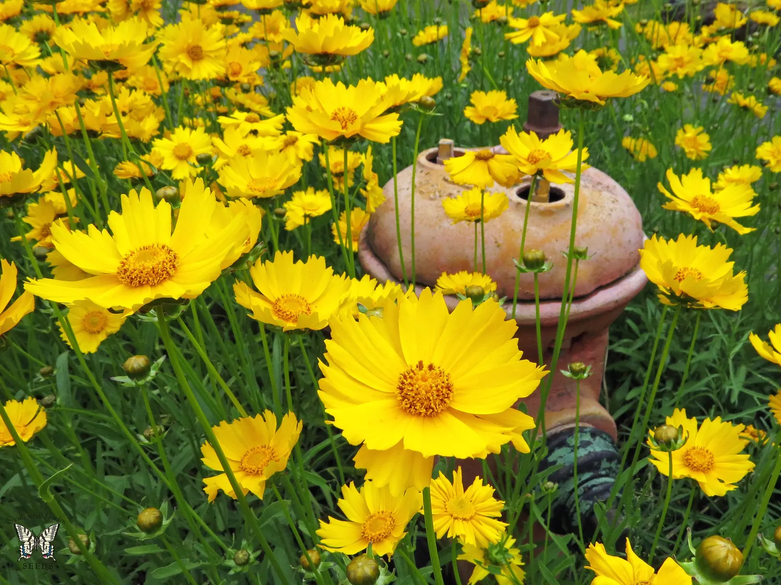 Fern-leaved Beggarticks (Bidens Ferulifolia) — daisy-like flowers spanning 1-2 inches across; <br><br>Tickseed prefers well-drained soil and is, image 103