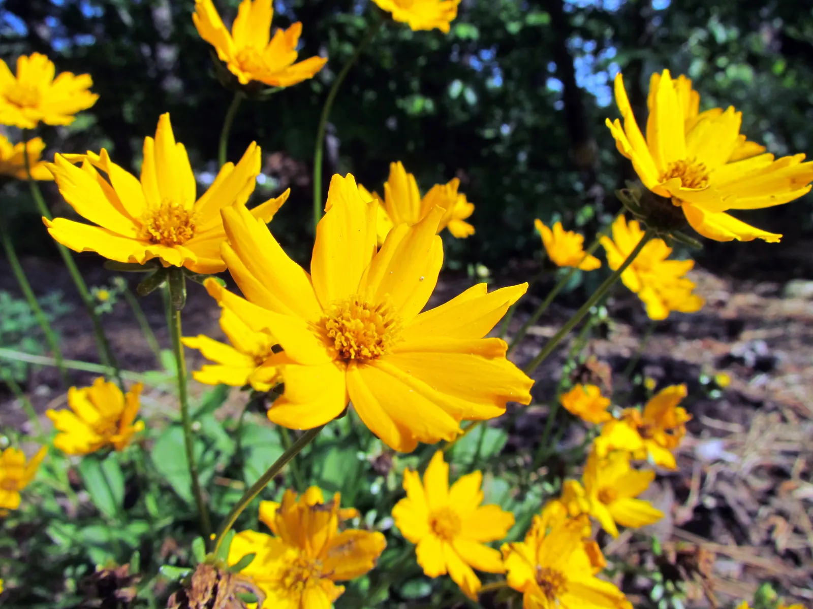 Fern-leaved Beggarticks (Bidens Ferulifolia) — but deadheading spent flowers can promote further blooming and prevent unwanted self-seeding, image 71