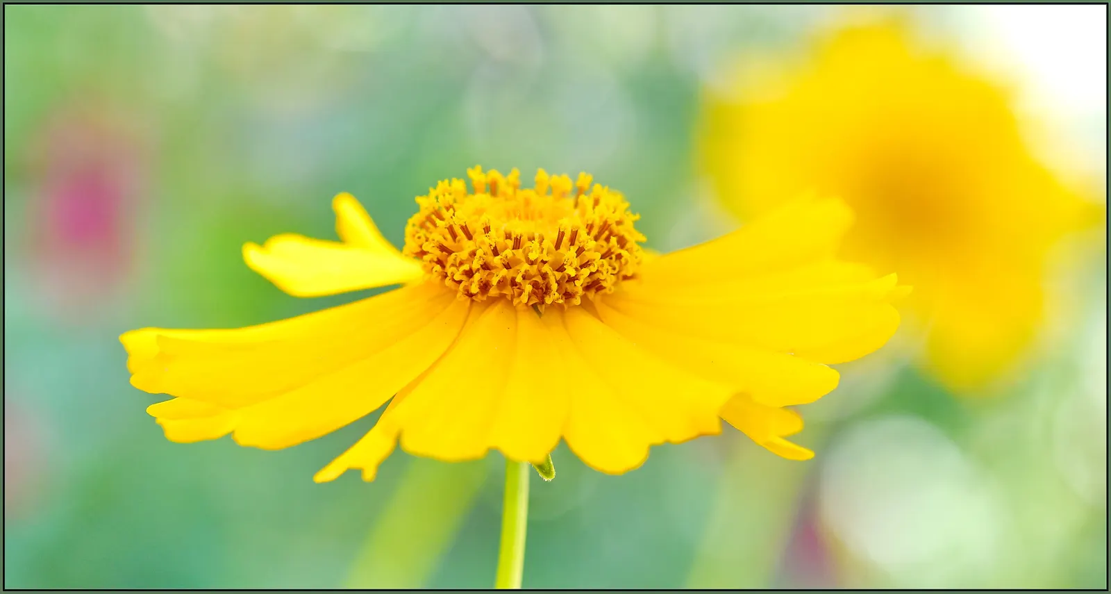 Fern-leaved Beggarticks (Bidens Ferulifolia) — gold flowers in the garden; is a valuable addition to any landscape design due to its vibrant floral display and