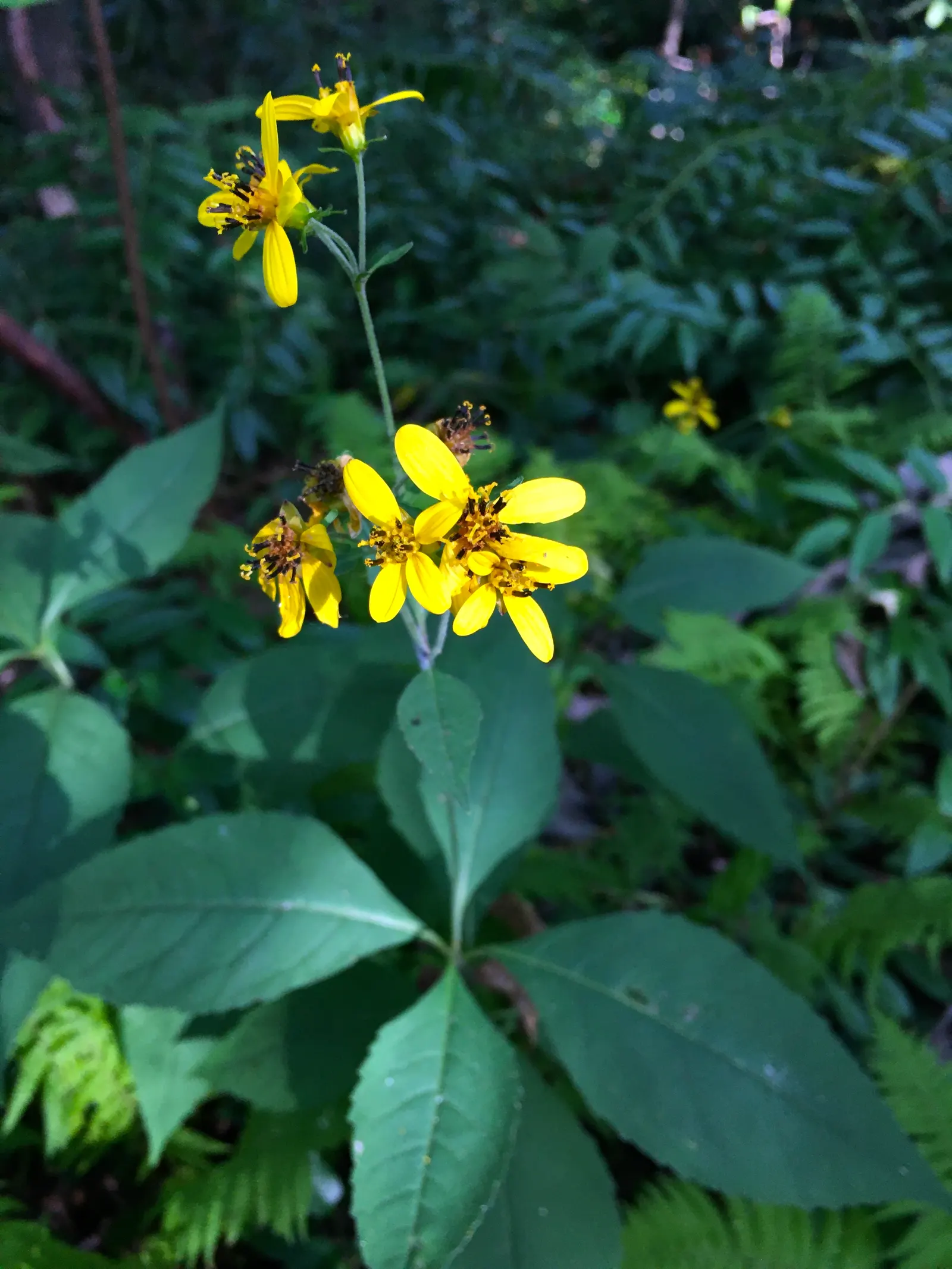 Fern-leaved Beggarticks (Bidens Ferulifolia) — This low-maintenance plant attracts butterflies and is ideal for adding color to rock gardens and, image 56