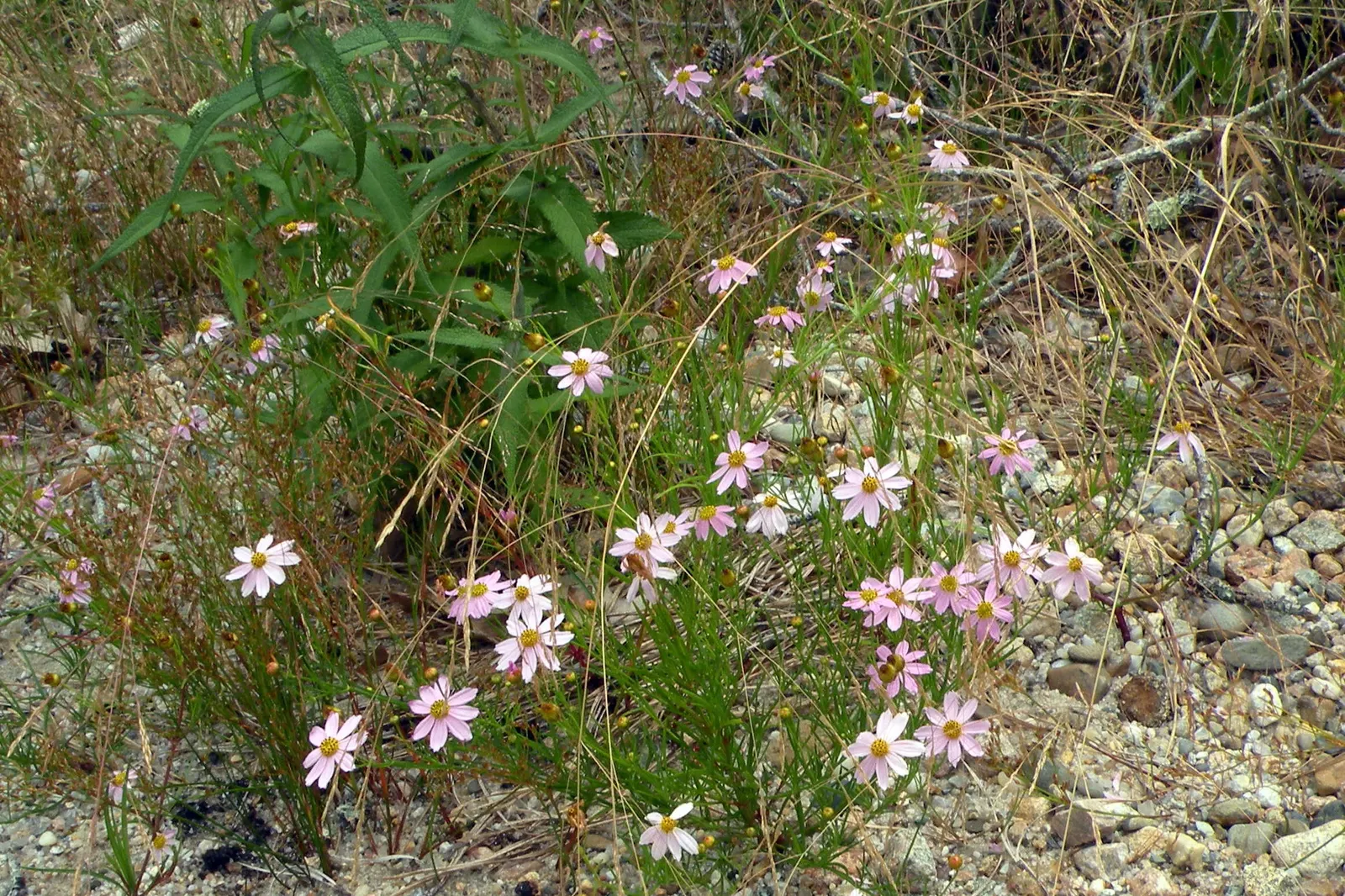 Fern-leaved Beggarticks (Bidens Ferulifolia) — presenting a cheerful aspect amidst its fine; flourishing in full sun with bright yellow, image 65