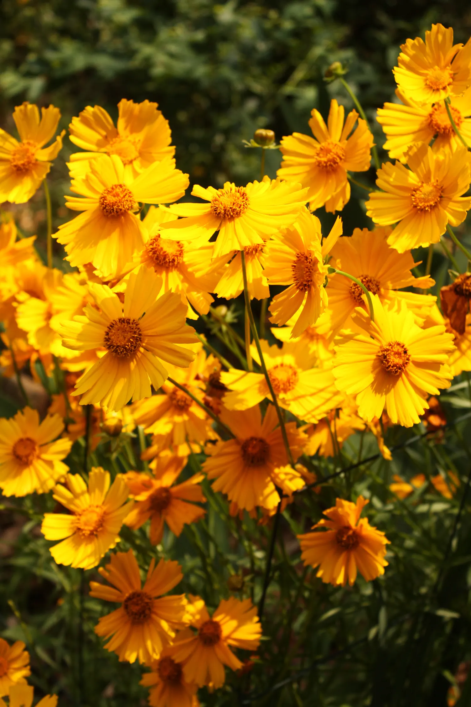 Fern-leaved Beggarticks (Bidens Ferulifolia) — mounded habit that is excellent for filling gaps in garden beds or adding texture to borders; the plant reaches