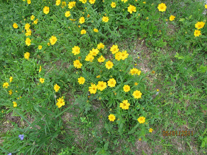 Fern-leaved Beggarticks (Bidens Ferulifolia) — gold flowers in the garden; is a valuable addition to any landscape design due to its vibrant floral, image 73