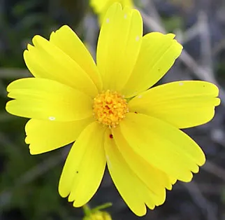Fern-leaved Beggarticks (Bidens Ferulifolia) — Given its compact size and resilience to pests and diseases