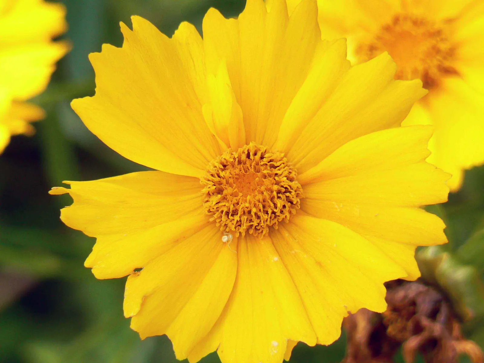 Fern-leaved Beggarticks (Bidens Ferulifolia) — daisy-like flowers spanning 1-2 inches across; <br><br>Tickseed prefers well-drained soil and is best situated