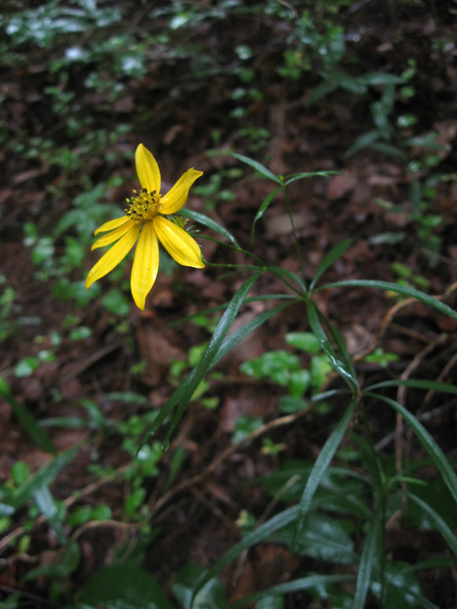 Fern-leaved Beggarticks (Bidens Ferulifolia) — This perennial native to North America is drought-tolerant; thriving in USDA hardiness zones 2, image 109