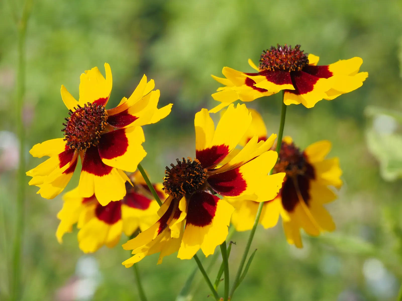 Fern-leaved Beggarticks (Bidens Ferulifolia) — The plant reaches a mature height of about 12 to 18 inches with a spread of 18 to 24 inches; this perennial