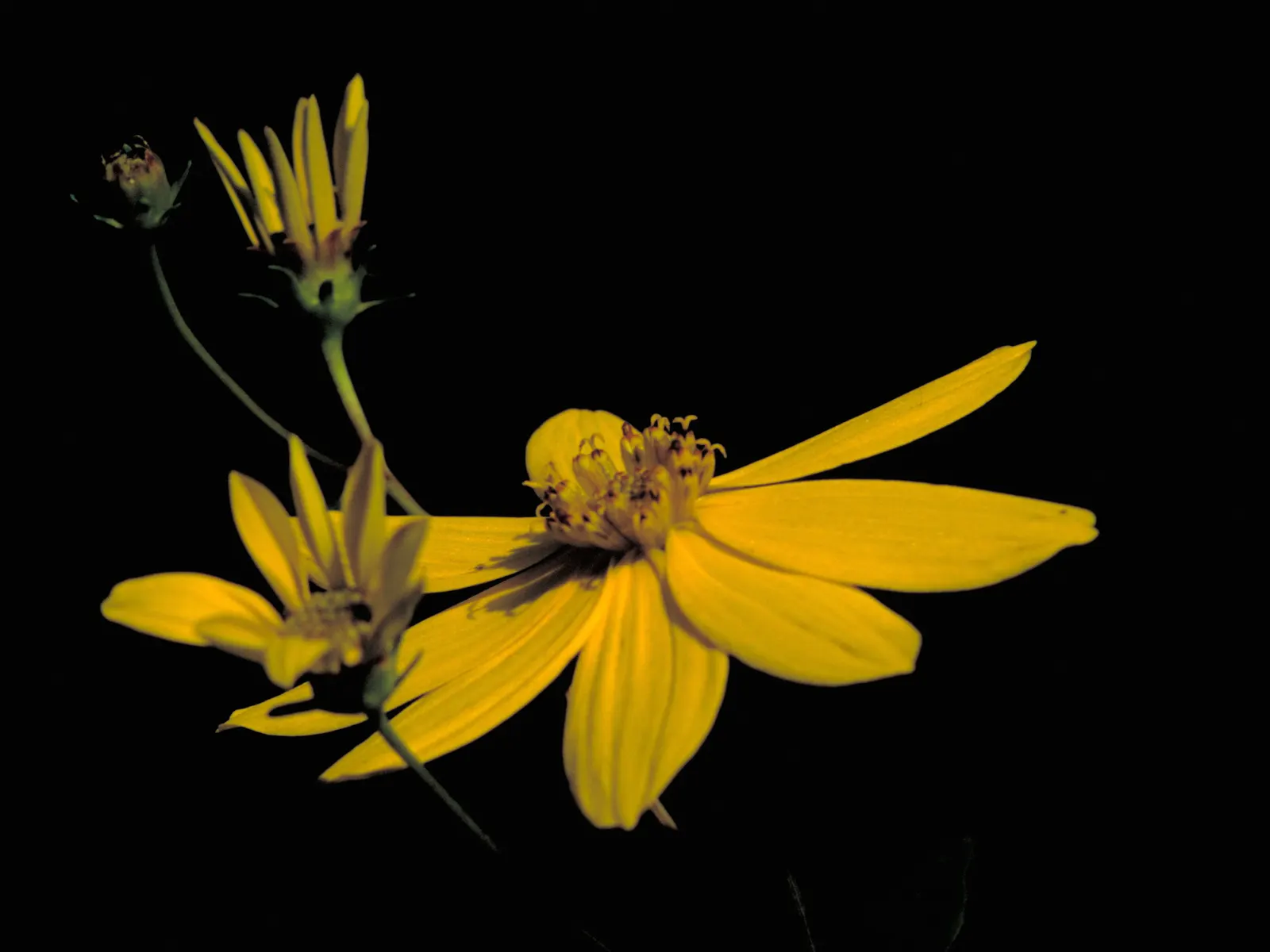 Fern-leaved Beggarticks (Bidens Ferulifolia) — the Tickseed blooms profusely from early summer through to fall; this low-maintenance plant attracts, image 87
