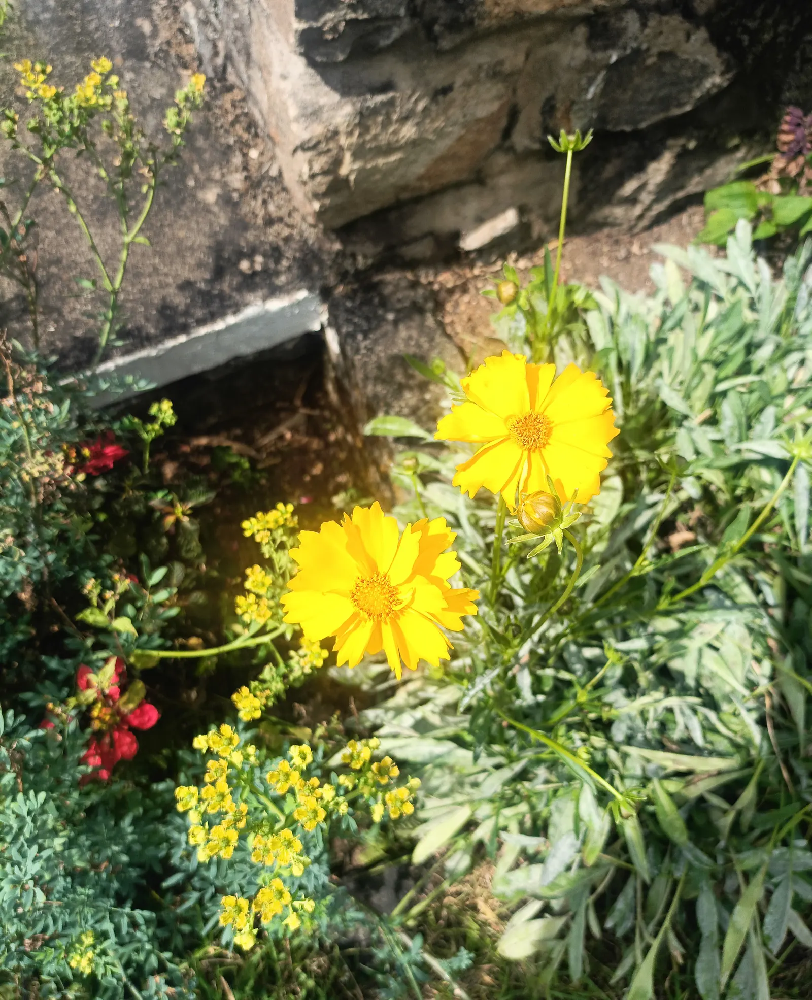 Fern-leaved Beggarticks (Bidens Ferulifolia) — gold flowers in the garden; is a valuable addition to any landscape design due to its vibrant floral, image 98