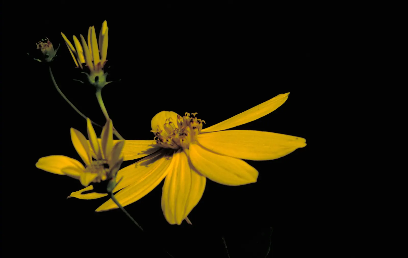Fern-leaved Beggarticks (Bidens Ferulifolia) — mounded habit that is excellent for filling gaps in garden beds or adding texture to borders; the, image 67
