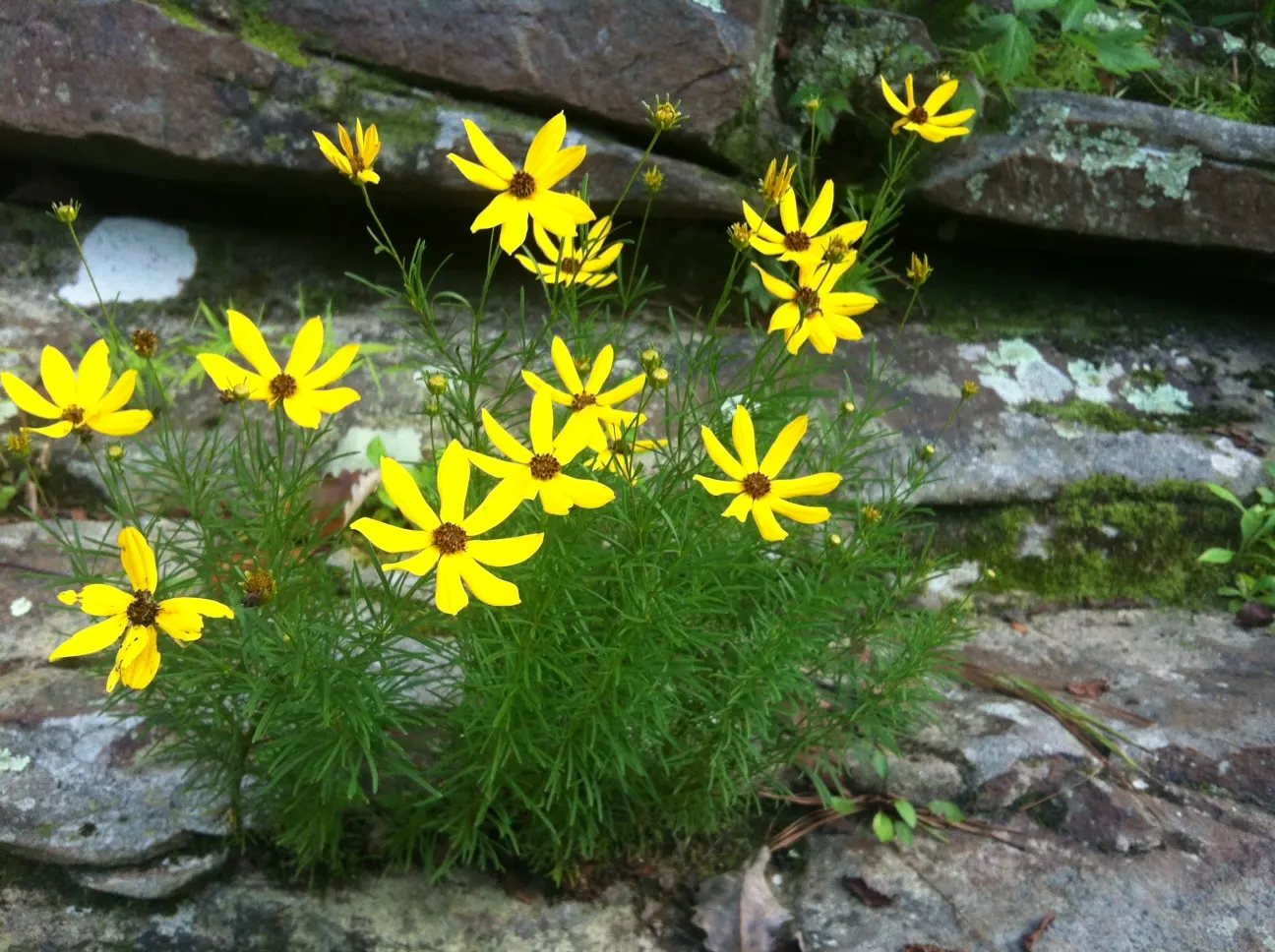Fern-leaved Beggarticks (Bidens Ferulifolia) — Its finely divided, fern-like foliage adds delicate texture to borders