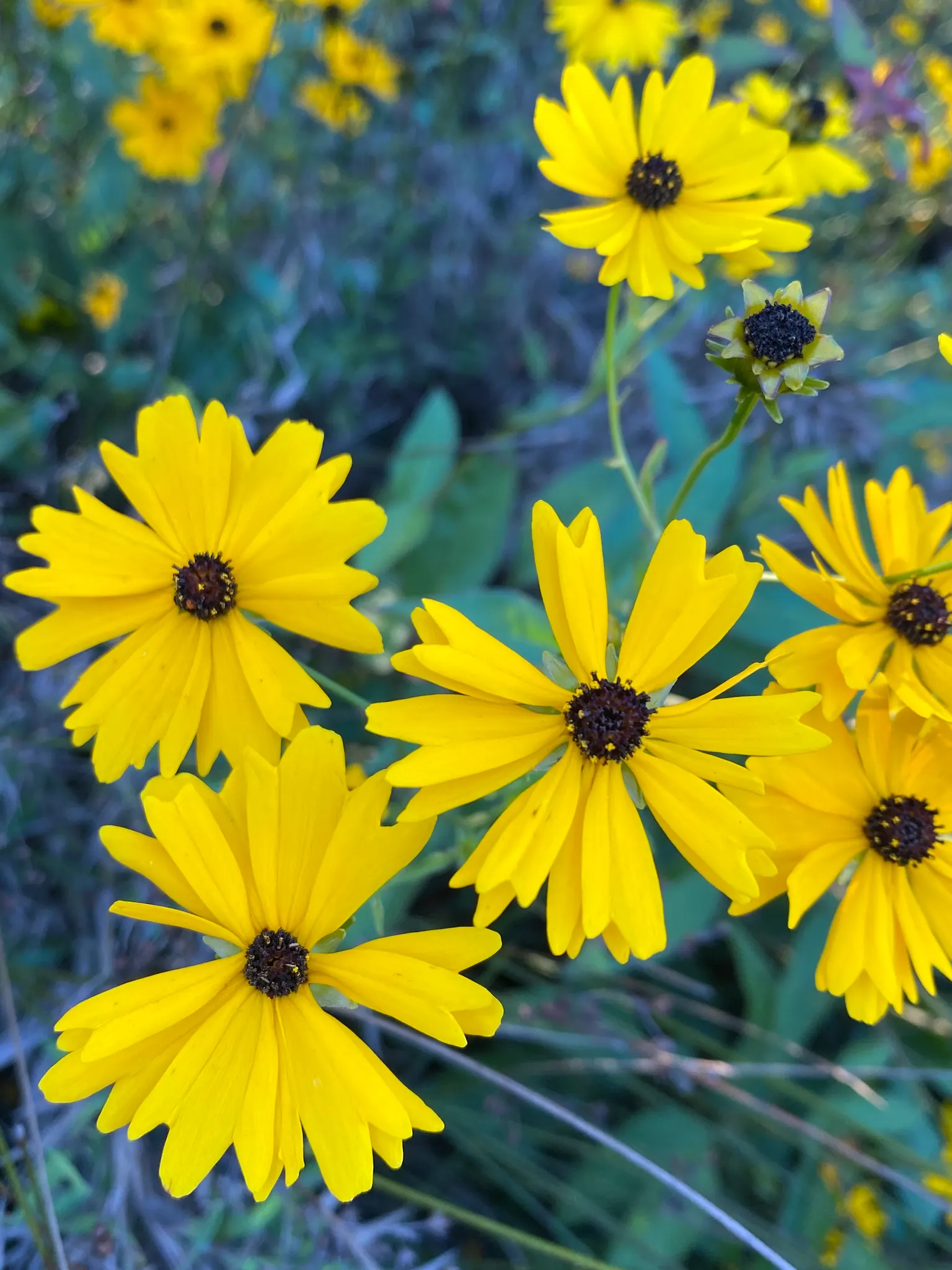 Fern-leaved Beggarticks (Bidens Ferulifolia) — <br><br>Tickseed prefers well-drained soil and is best situated in full sun to ensure optimal, image 93