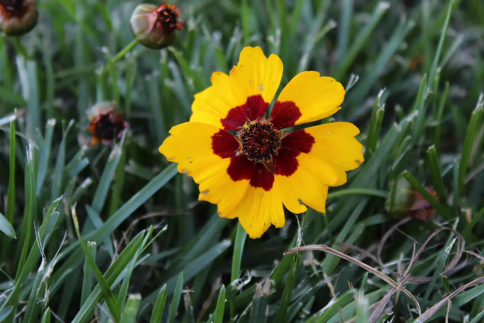 Fern-leaved Beggarticks (Bidens Ferulifolia) — which makes it versatile across a range of climatic conditions.<br><br>Characterised by dainty, image 61