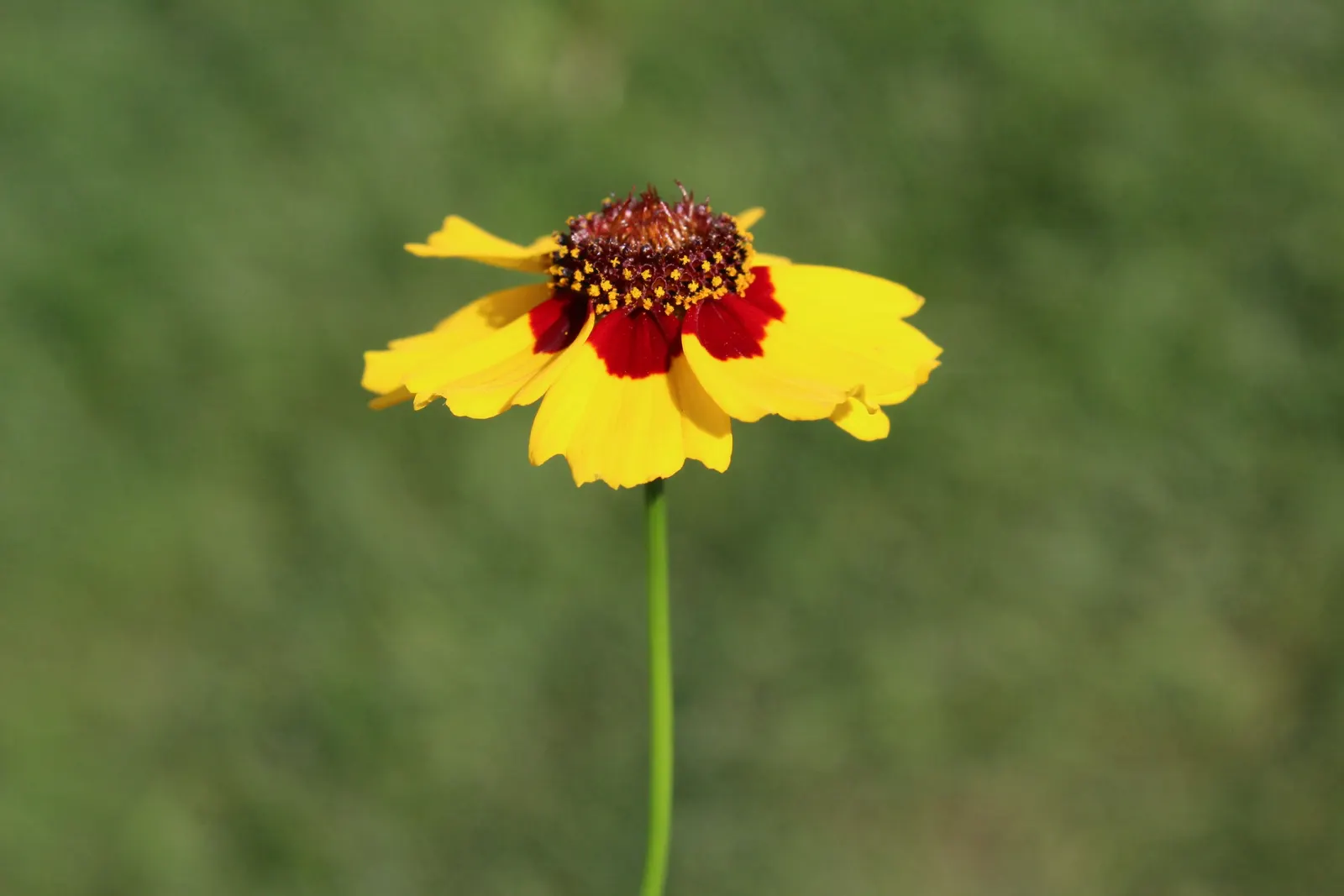 Fern-leaved Beggarticks (Bidens Ferulifolia) — Tickseed (Bidens ferulifolia) is a vibrant perennial; its finely divided, fern-like foliage adds, image 51