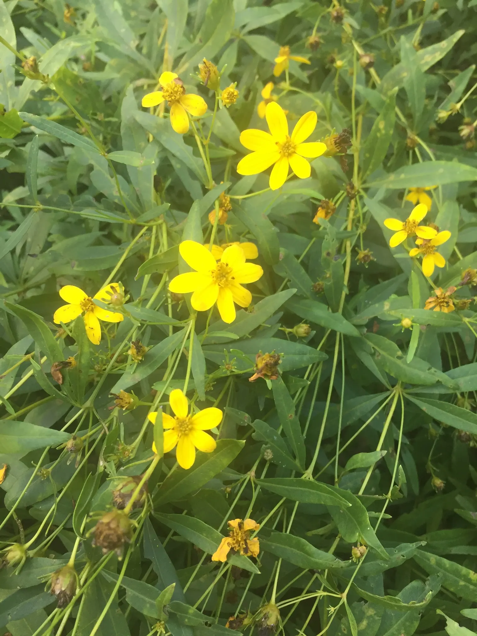 Fern-leaved Beggarticks (Bidens Ferulifolia) — scientifically known as Bidens ferulifolia; but deadheading spent flowers can promote further, image 82