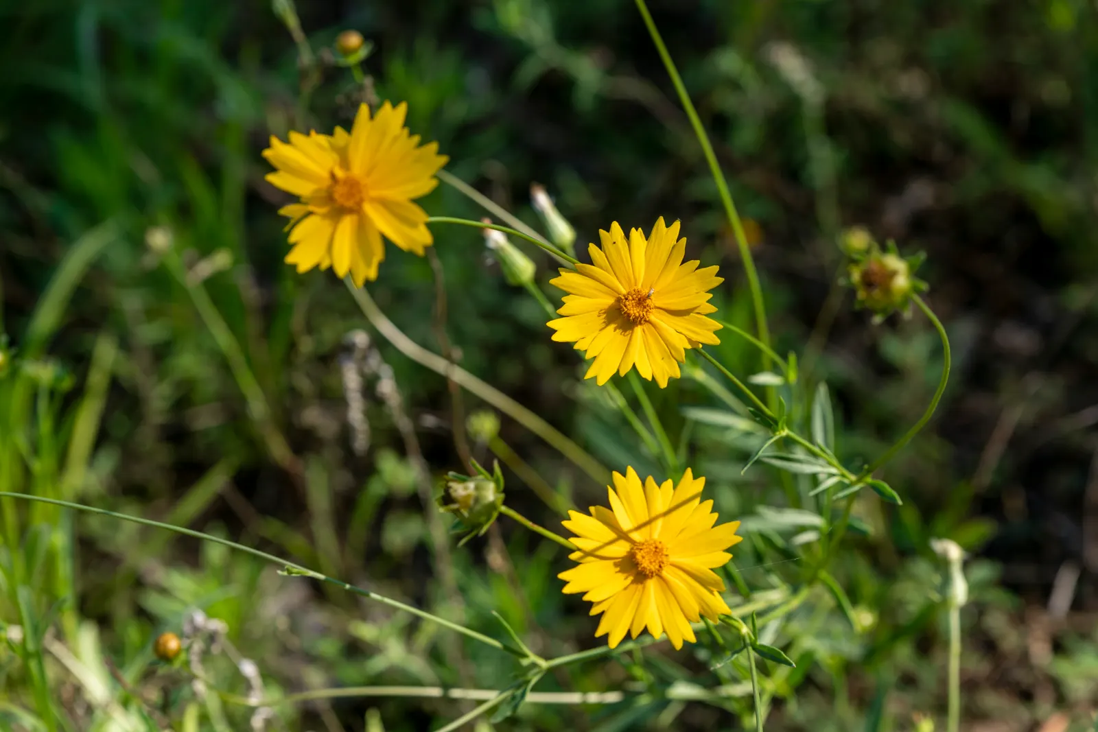 Fern-leaved Beggarticks (Bidens Ferulifolia) — thriving in USDA hardiness zones 2 through 11; mounded habit that is excellent for filling gaps in garden beds