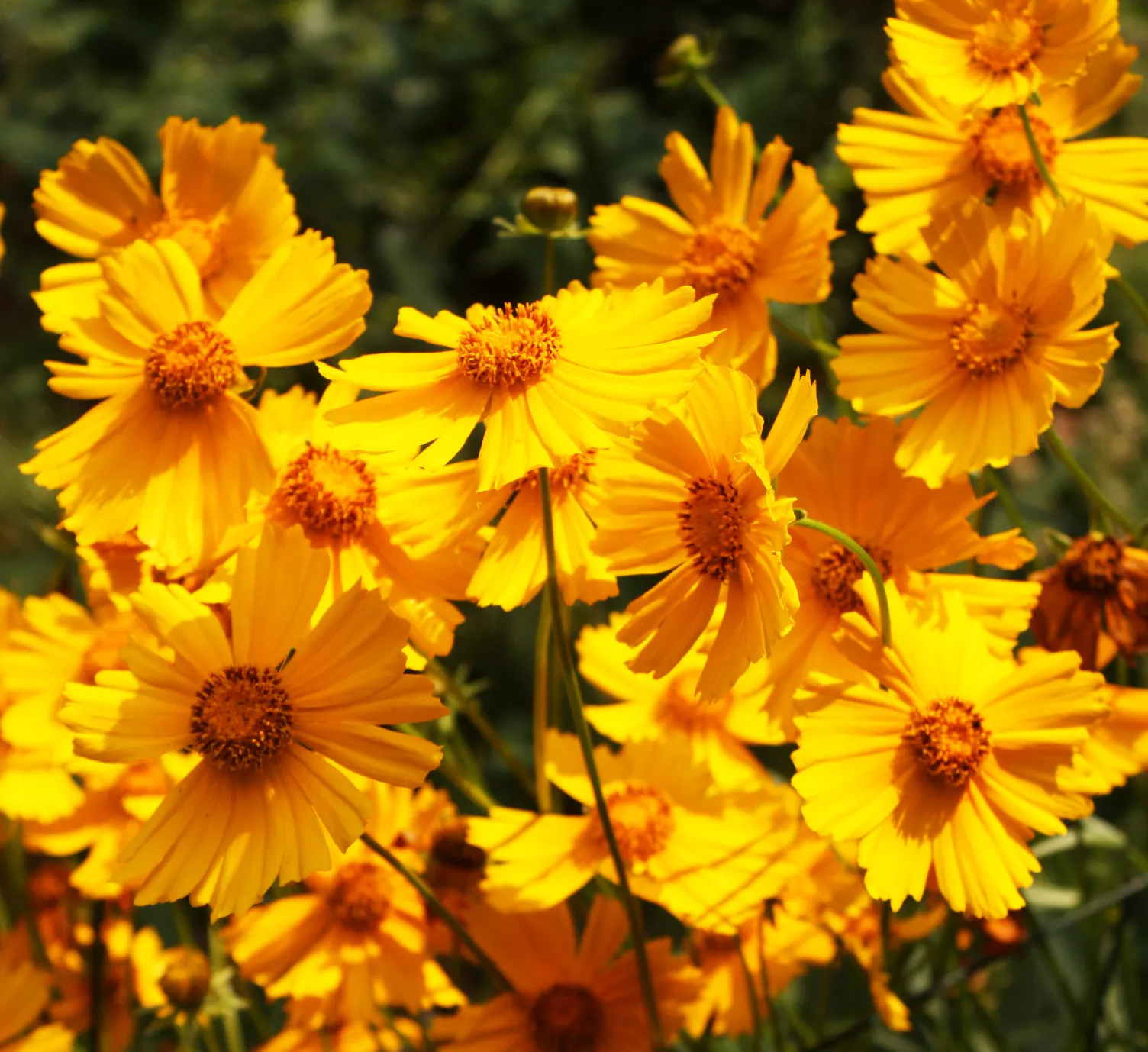 Fern-leaved Beggarticks (Bidens Ferulifolia) — the Tickseed blooms profusely from early summer through to fall