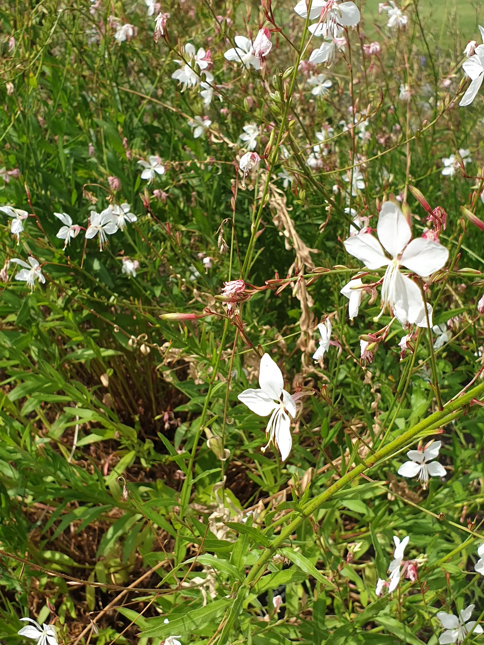 Pink Gaura (Gaura Lindheimeri 'Siskiyou Pink') — making it an excellent addition to xeriscaping and water-wise gardens; originating from the North American
