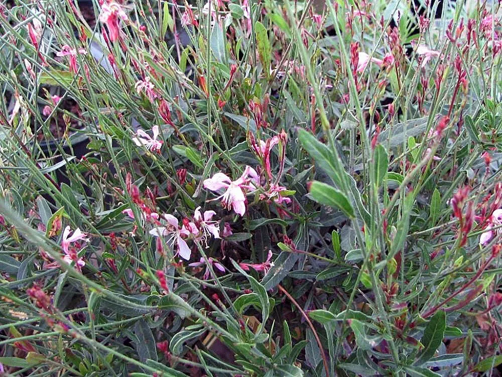 Pink Gaura (Gaura Lindheimeri 'Siskiyou Pink') — add to its allure for both landscapers and homeowners alike