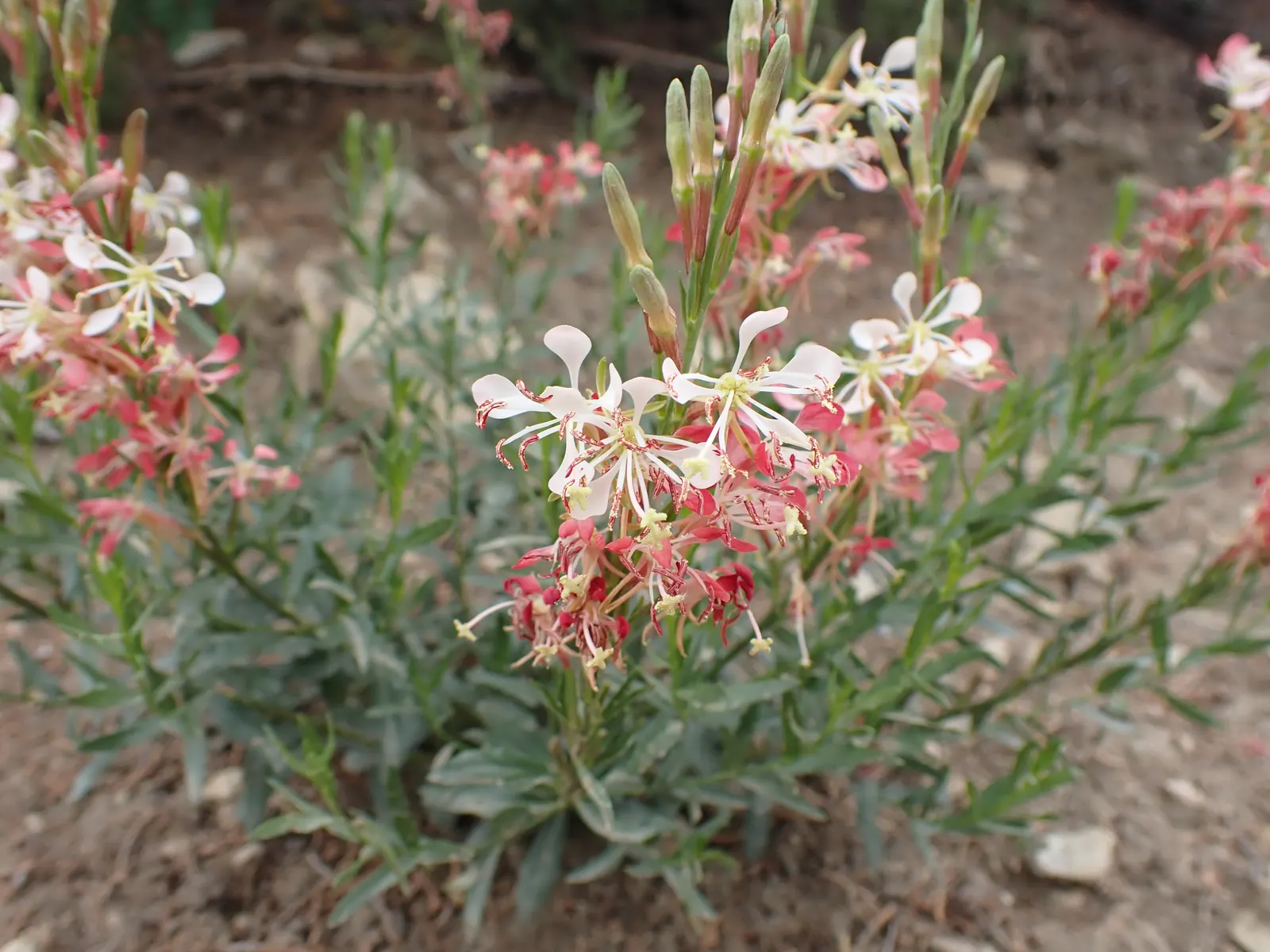 Pink Gaura (Gaura Lindheimeri 'Siskiyou Pink') — This hardy plant thrives in USDA zones 5 through 9, preferring full sun exposure to partial shade