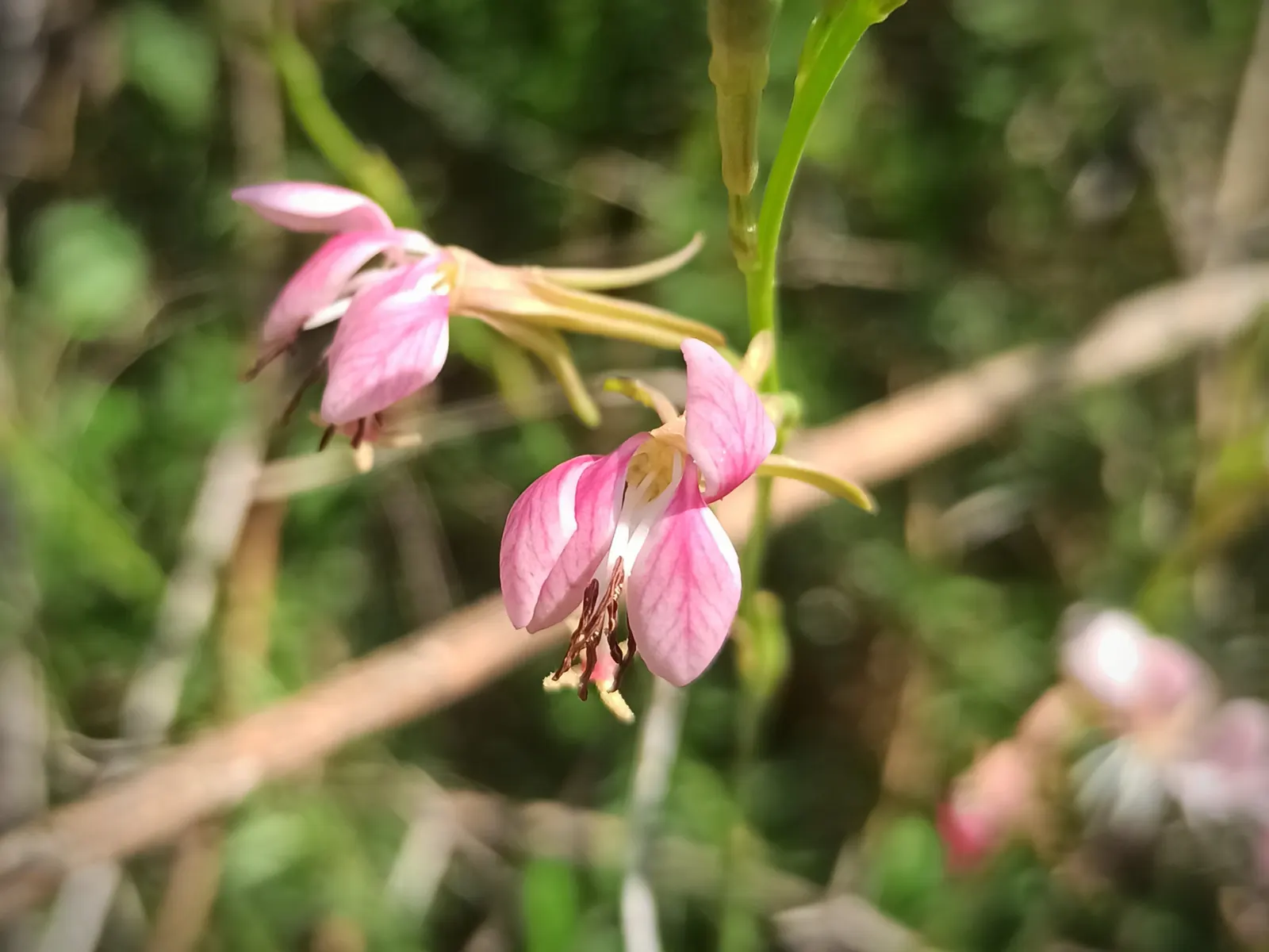 Pink Gaura (Gaura Lindheimeri 'Siskiyou Pink') — making it an excellent addition to xeriscaping and water-wise gardens