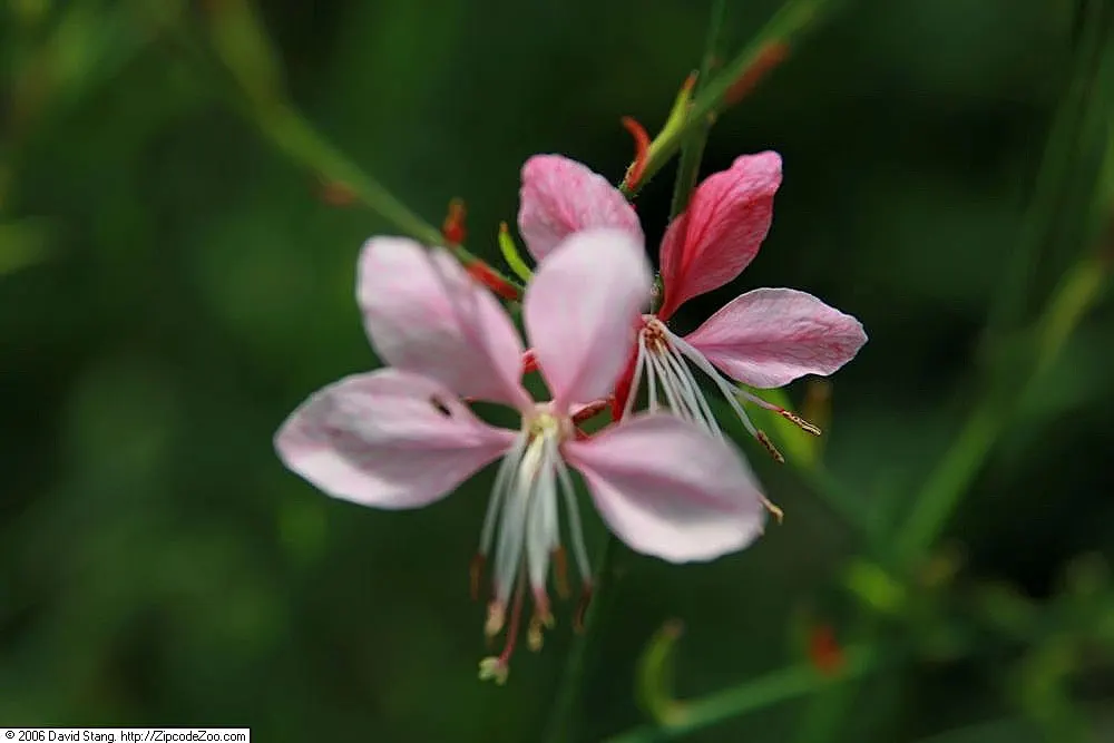 Pink Gaura (Gaura Lindheimeri 'Siskiyou Pink') — pink and red flowers in the garden
