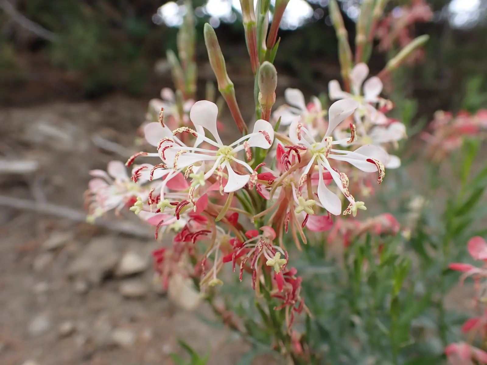 Pink Gaura (Gaura Lindheimeri 'Siskiyou Pink') — It is adaptable to a variety of soil types, as long as they are well-draining