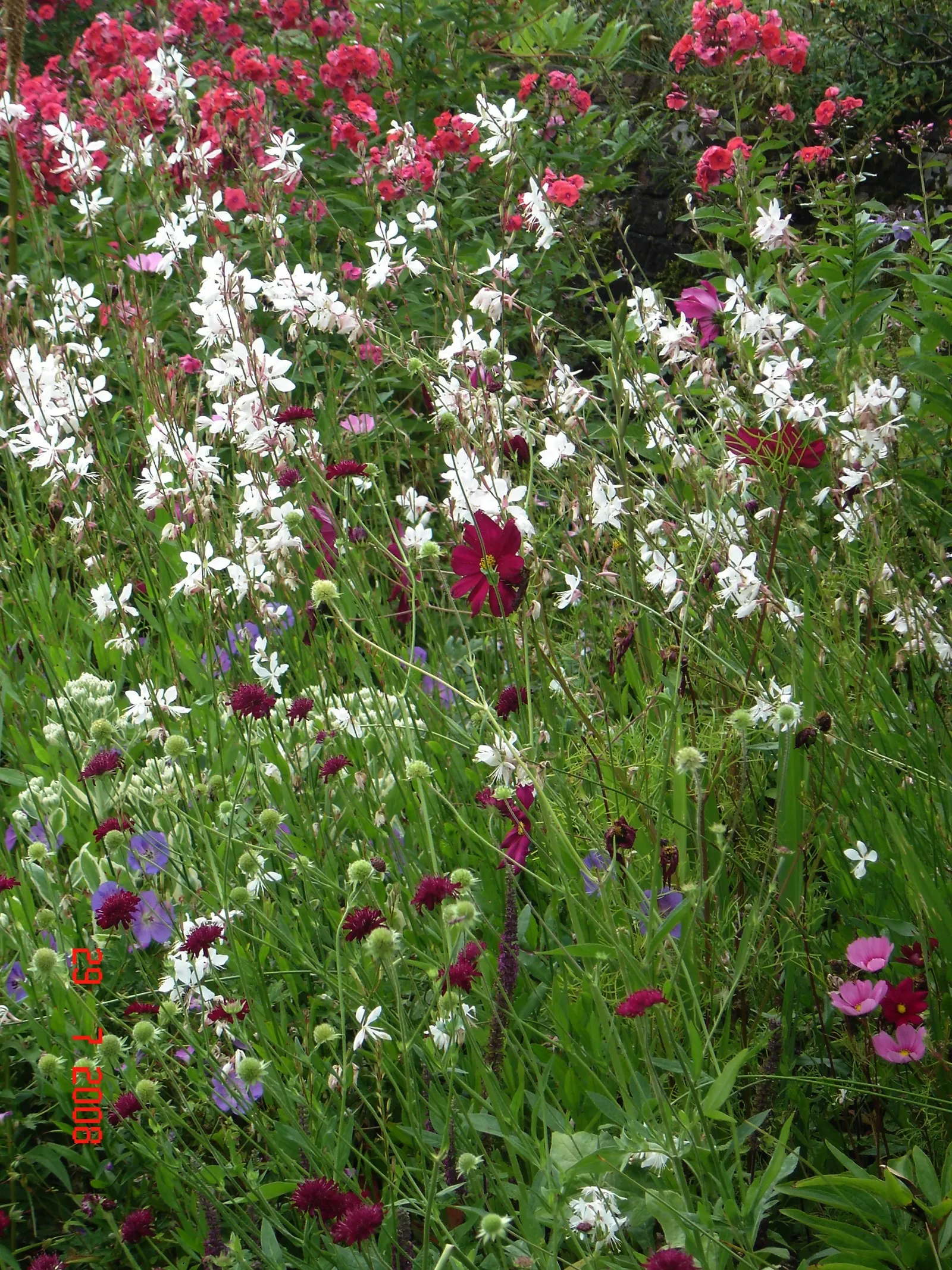Pink Gaura (Gaura Lindheimeri 'Siskiyou Pink') — typically reaching heights of 2 to 3 feet and spreading 2 to 3 feet wide