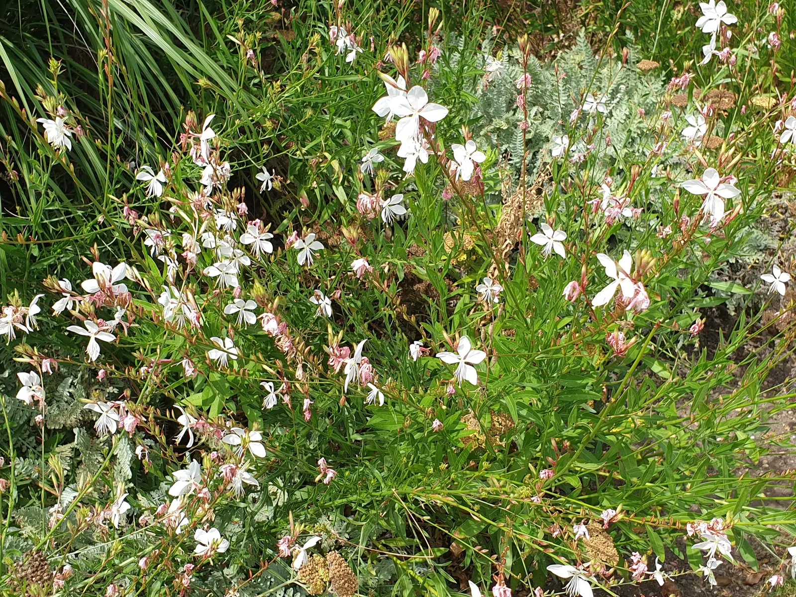 Pink Gaura (Gaura Lindheimeri 'Siskiyou Pink') — scientifically named Gaura lindheimeri 'Siskiyou Pink'; which are initially green but mature to a, image 60