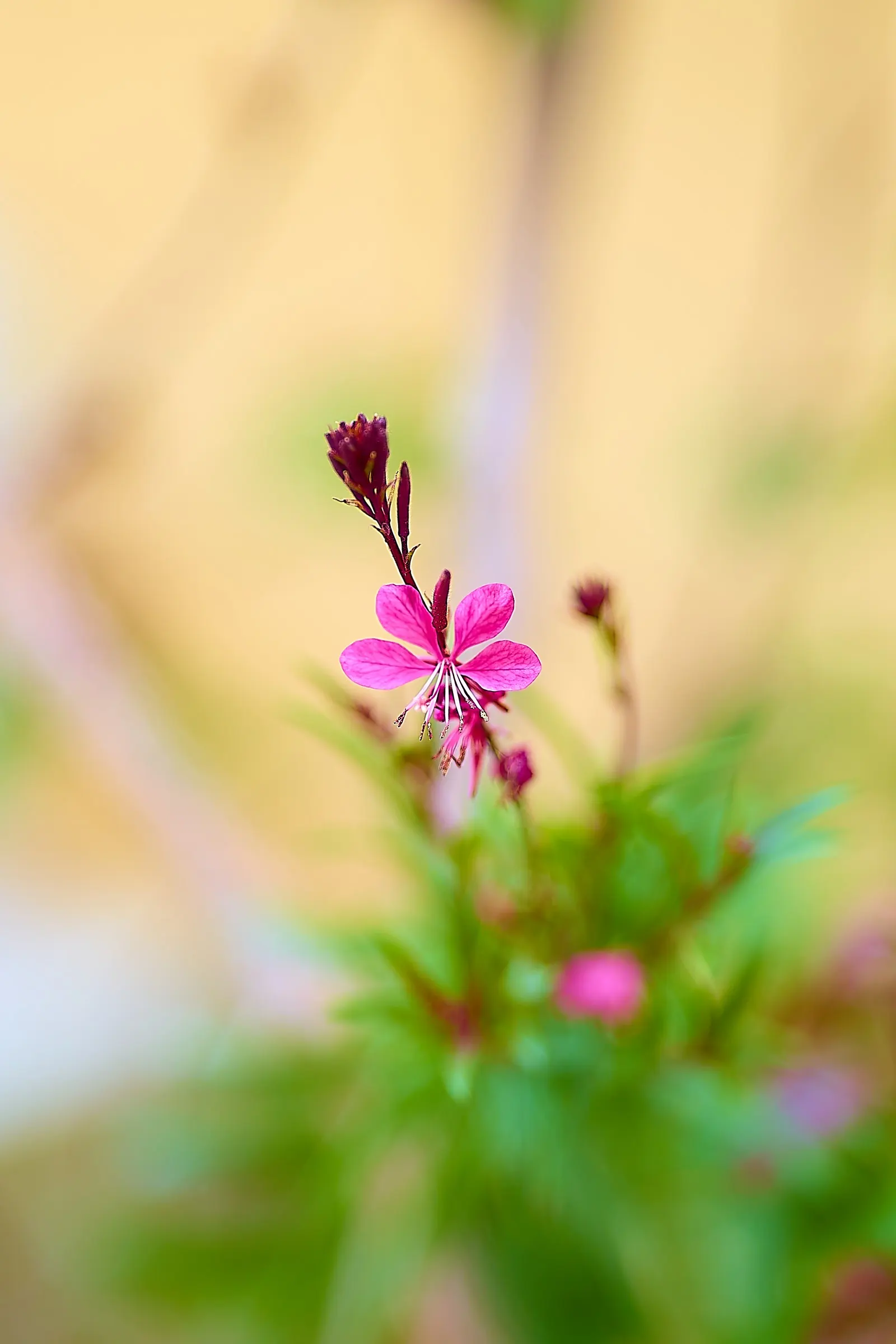Pink Gaura (Gaura Lindheimeri 'Siskiyou Pink') — Its flowering season extends from late spring through autumn; such as occasional deadheading to, image 65