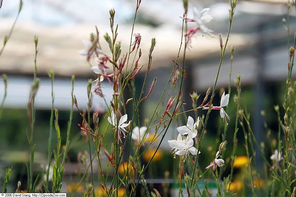 Pink Gaura (Gaura Lindheimeri 'Siskiyou Pink') — Originating from the North American prairies