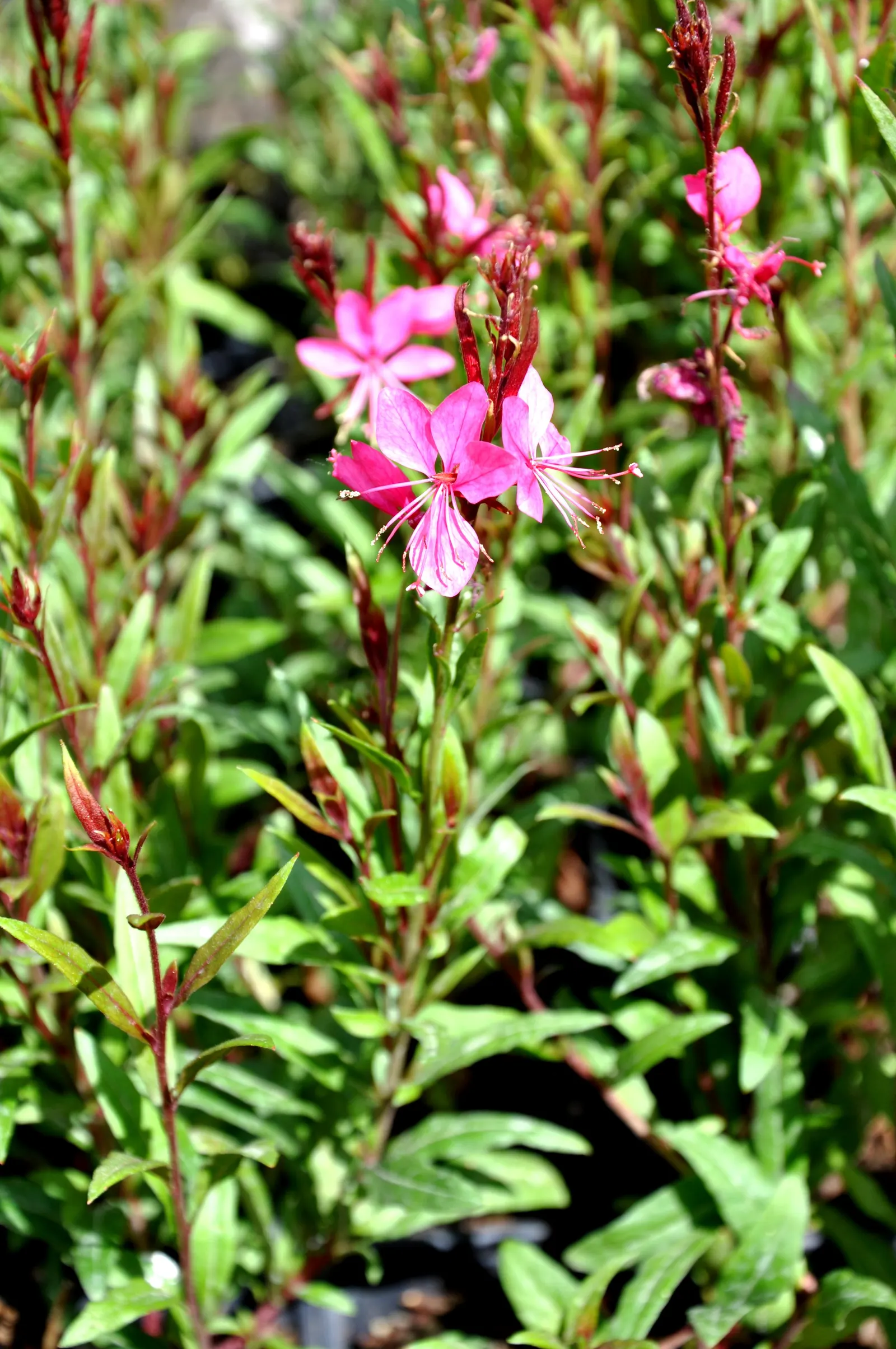 Pink Gaura (Gaura Lindheimeri 'Siskiyou Pink') — Its flowering season extends from late spring through autumn