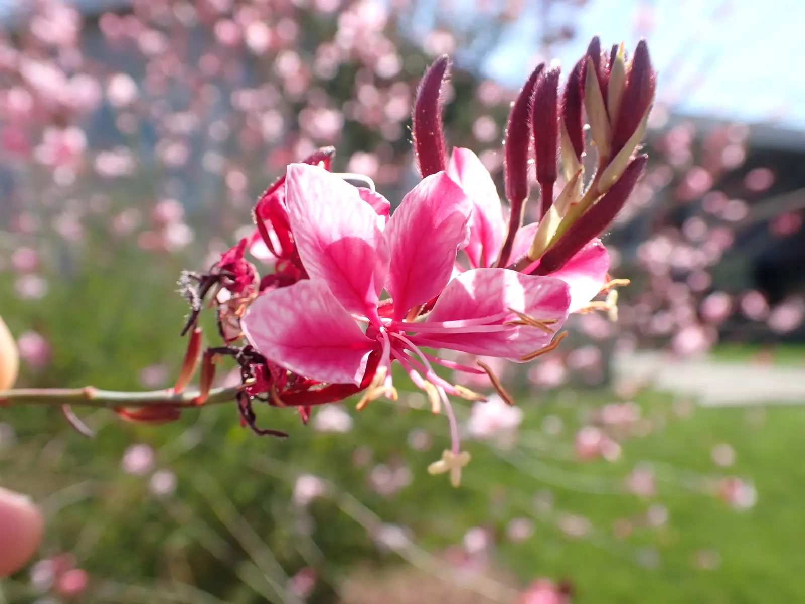 Pink Gaura (Gaura Lindheimeri 'Siskiyou Pink') — scientifically named Gaura lindheimeri 'Siskiyou Pink'; which are initially green but mature to a striking