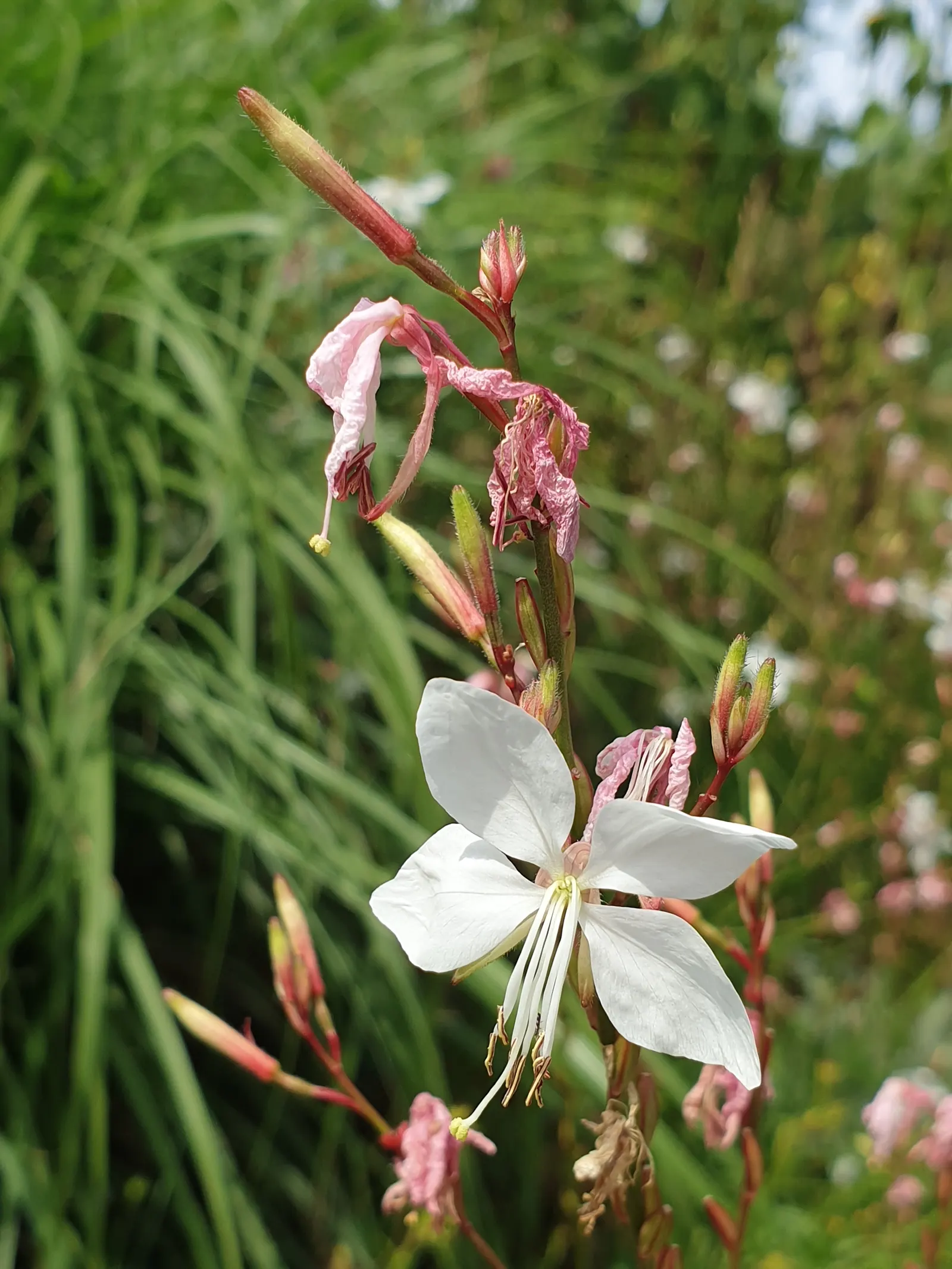 Pink Gaura (Gaura Lindheimeri 'Siskiyou Pink') — <br><br>Gaura lindheimeri 'Siskiyou Pink' is drought-resistant once established; commonly known as Pink Gaura