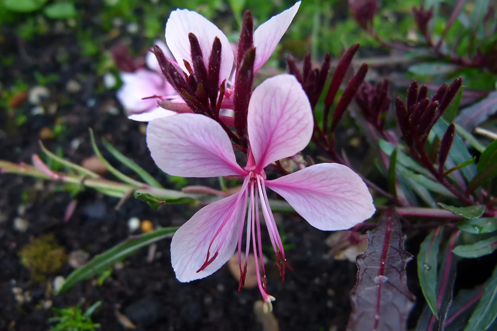Pink Gaura (Gaura Lindheimeri 'Siskiyou Pink') — Its airy and graceful appearance adds movement to gardens, thriving in USDA zones 5-9