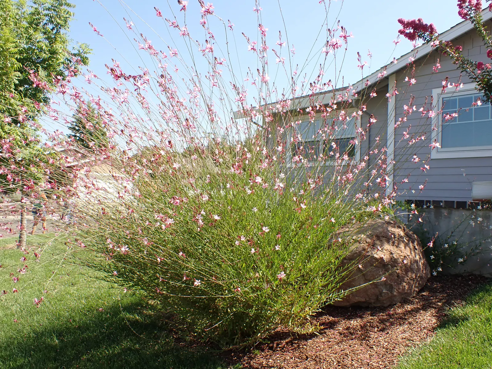 Pink Gaura (Gaura Lindheimeri 'Siskiyou Pink') — which are initially green but mature to a striking burgundy hue in the fall; perennial for full or half