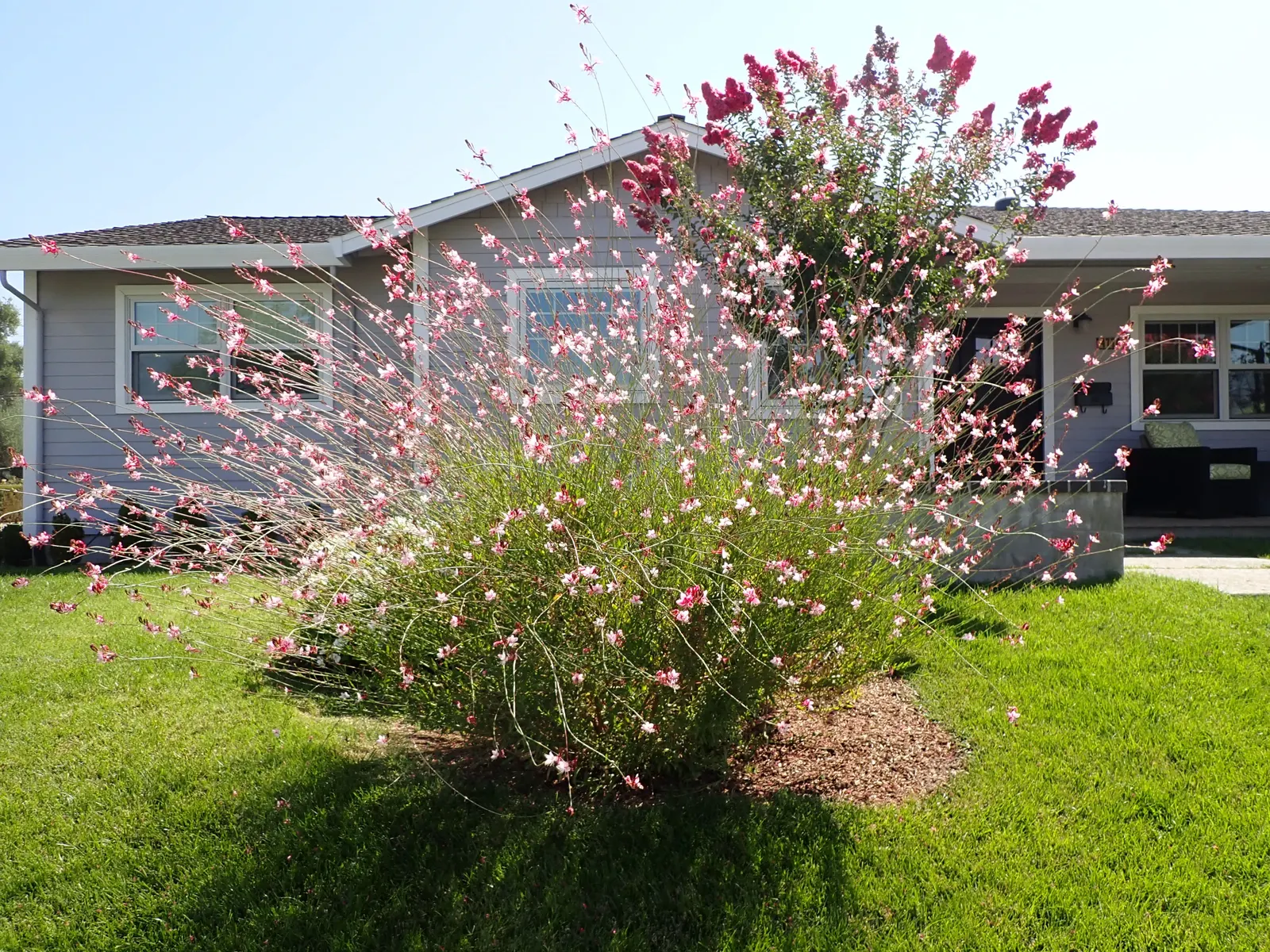 Pink Gaura (Gaura Lindheimeri 'Siskiyou Pink') — This drought-resistant plant flourishes in full sun, blooming from late spring through fall; spacing these