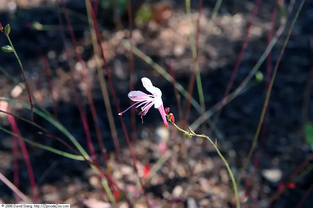 Pink Gaura (Gaura Lindheimeri 'Siskiyou Pink') — scientifically named Gaura lindheimeri 'Siskiyou Pink'