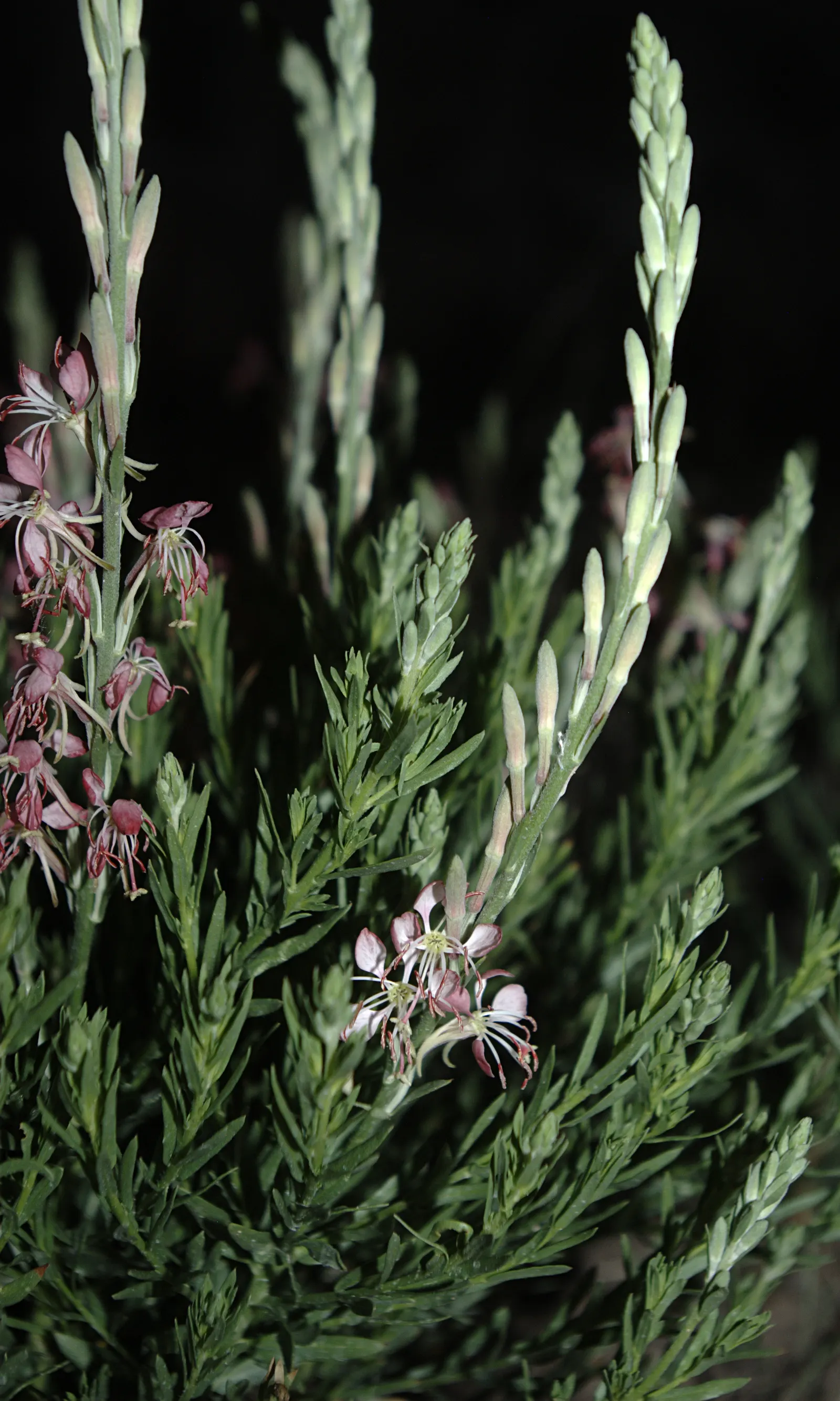 Pink Gaura (Gaura Lindheimeri 'Siskiyou Pink') — This hardy plant thrives in USDA zones 5 through 9, preferring full sun exposure to partial shade, image 68