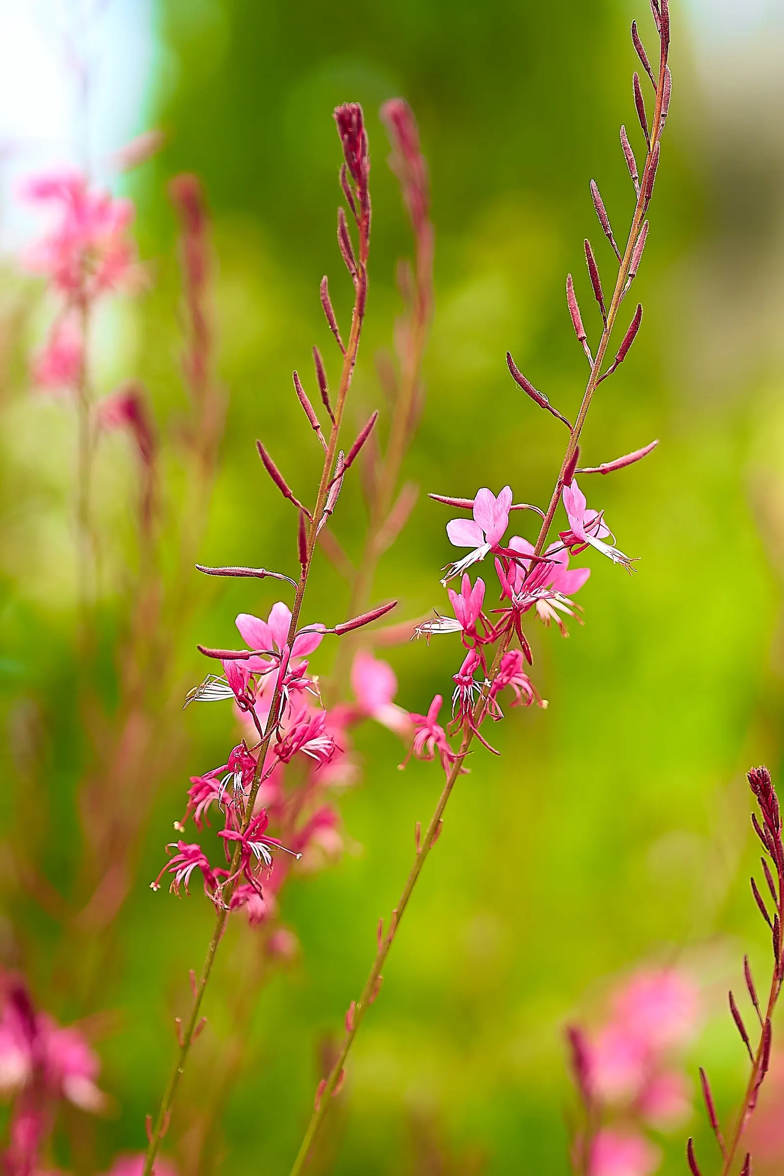 Pink Gaura (Gaura Lindheimeri 'Siskiyou Pink') — Spacing these plants about 18 to 24 inches apart will allow ample room for growth