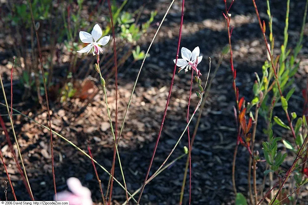 Pink Gaura (Gaura Lindheimeri 'Siskiyou Pink') — This drought-resistant plant flourishes in full sun, blooming from late spring through fall