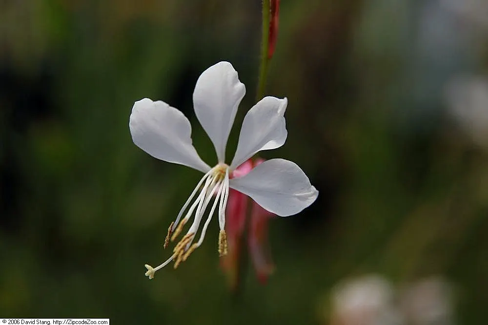 Pink Gaura (Gaura Lindheimeri 'Siskiyou Pink') — which are initially green but mature to a striking burgundy hue in the fall; perennial for full or, image 66