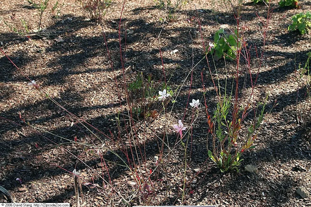 Pink Gaura (Gaura Lindheimeri 'Siskiyou Pink') — It spans about 2-3 feet wide, perfect for borders or as a whimsical accent plant
