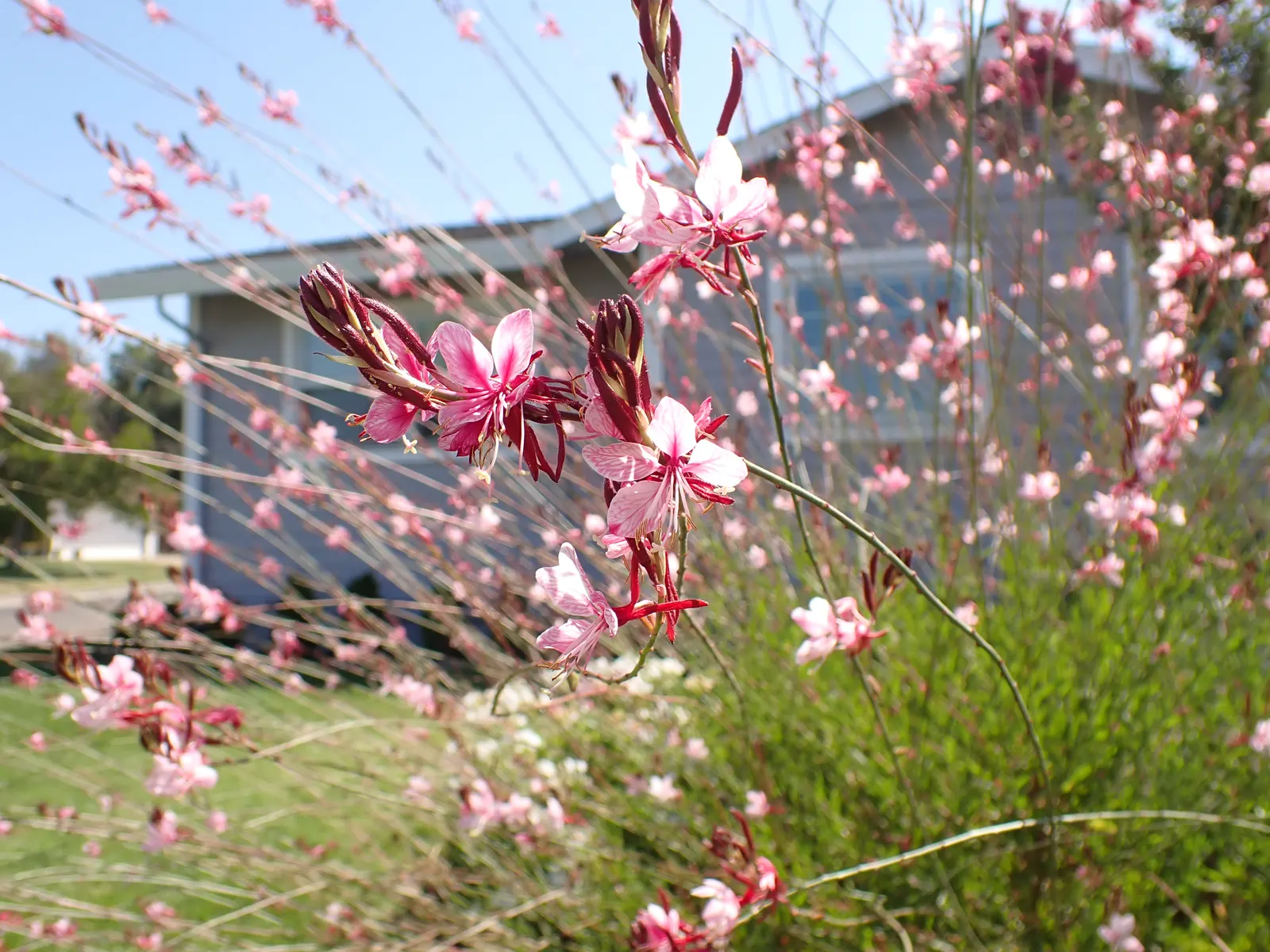 Pink Gaura (Gaura Lindheimeri 'Siskiyou Pink') — add to its allure for both landscapers and homeowners alike; this selection boasts a cloud of deep pink