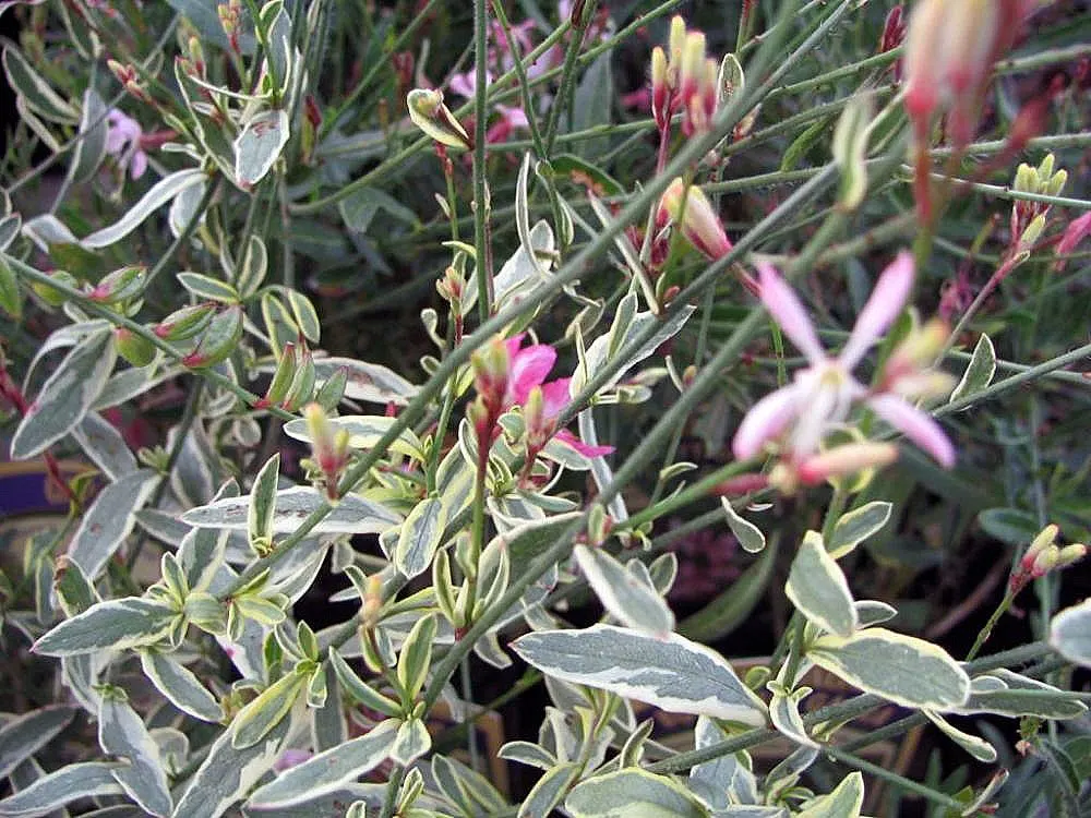 Pink Gaura (Gaura Lindheimeri 'Siskiyou Pink') — Low maintenance requirements
