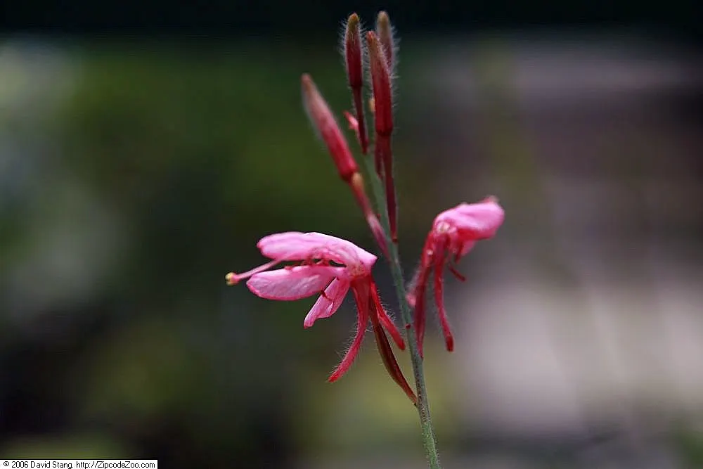 Pink Gaura (Gaura Lindheimeri 'Siskiyou Pink') — such as occasional deadheading to promote reblooming and light pruning in late winter or early spring