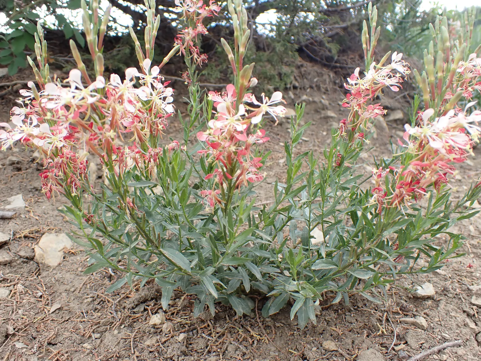 Pink Gaura (Gaura Lindheimeri 'Siskiyou Pink') — <br><br>Gaura lindheimeri 'Siskiyou Pink' is drought-resistant once established