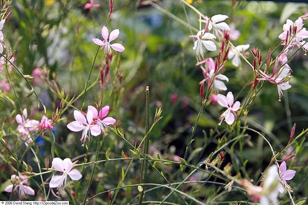 Pink Gaura (Gaura Lindheimeri 'Siskiyou Pink') — With its airy feel and captivating movement in the breeze