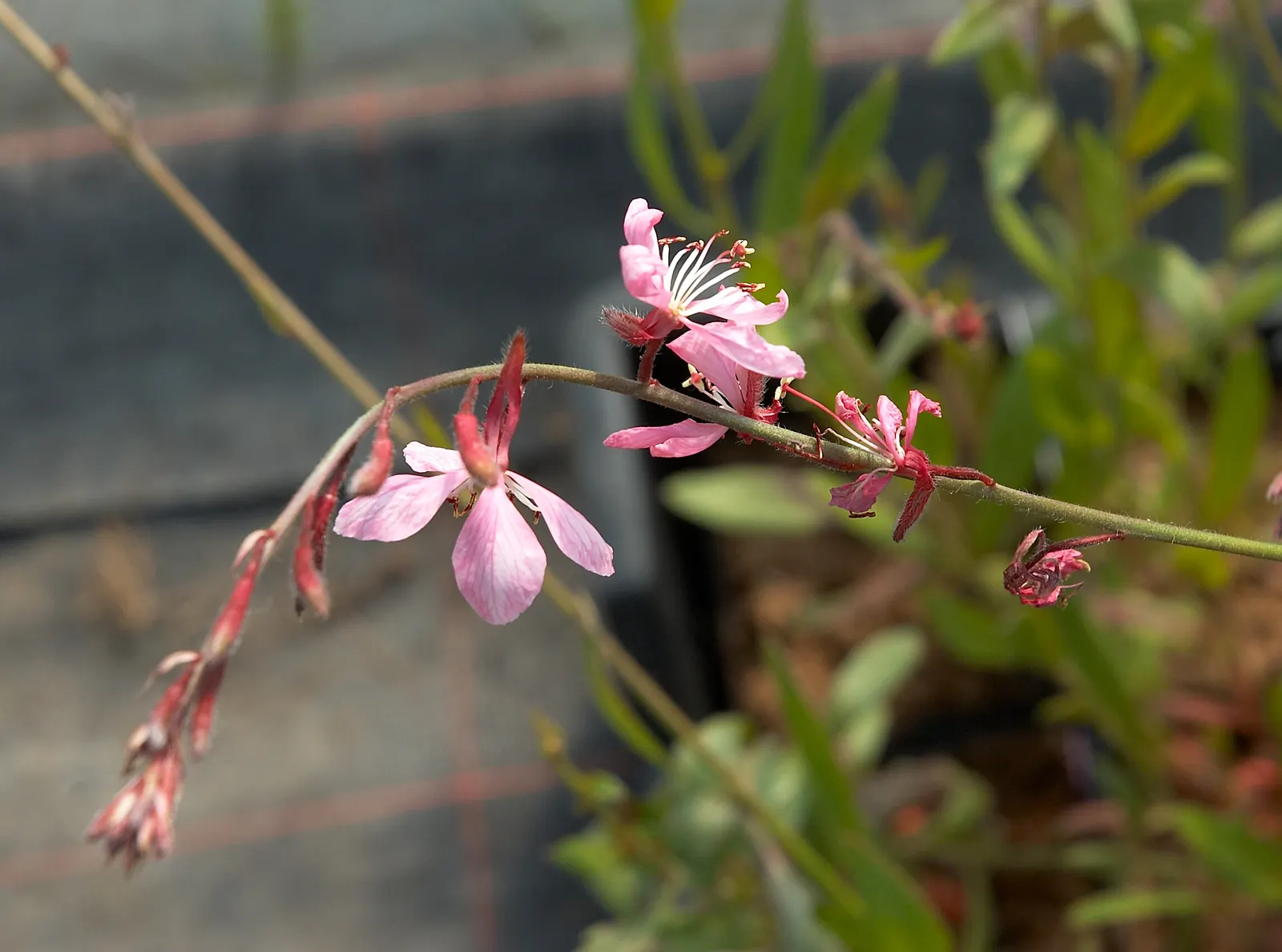 Pink Gaura (Gaura Lindheimeri 'Siskiyou Pink') — is a perennial displaying delicate pink blooms atop slender stems reaching 2-4 feet high; its flowering season